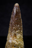 20726 - Great Collection of 3 Spinosaurus Dinosaur Teeth Cretaceous KemKem Beds