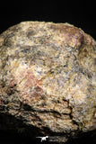 06012 - Rare Spinosaurus - Crocodile 1.50 Inch Coprolite with Digested Fish Scales