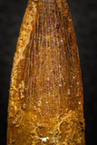 08171 - Nice 1.67 Inch Spinosaurus Dinosaur Tooth Cretaceous KemKem Beds