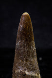20726 - Great Collection of 3 Spinosaurus Dinosaur Teeth Cretaceous KemKem Beds