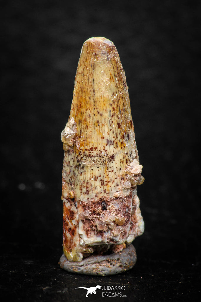 08139 - Beautiful 1.15 Inch Spinosaurus Dinosaur Tooth Cretaceous KemKem Beds