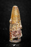 08139 - Beautiful 1.15 Inch Spinosaurus Dinosaur Tooth Cretaceous KemKem Beds