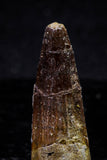 20726 - Great Collection of 3 Spinosaurus Dinosaur Teeth Cretaceous KemKem Beds