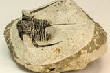 30853 - Top Beautiful 1.50 Inch Cyphaspis (Otarion) cf. boutscharafinense Devonian Trilobite
