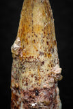 08139 - Beautiful 1.15 Inch Spinosaurus Dinosaur Tooth Cretaceous KemKem Beds