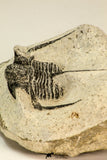 30853 - Top Beautiful 1.50 Inch Cyphaspis (Otarion) cf. boutscharafinense Devonian Trilobite