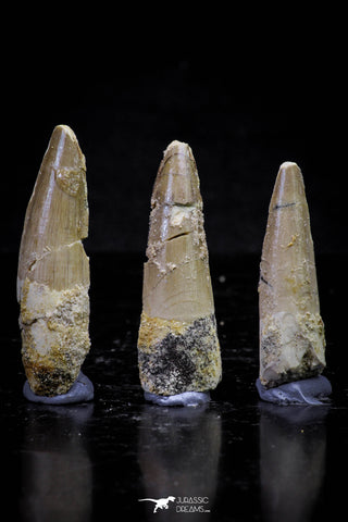 20727 - Great Collection of 3 Spinosaurus Dinosaur Teeth Cretaceous KemKem Beds
