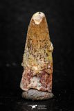 08139 - Beautiful 1.15 Inch Spinosaurus Dinosaur Tooth Cretaceous KemKem Beds