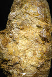 06013 - Rare Spinosaurus - Crocodile 1.63 Inch Coprolite with Digested Fish Scales
