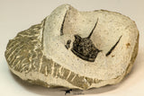 30853 - Top Beautiful 1.50 Inch Cyphaspis (Otarion) cf. boutscharafinense Devonian Trilobite