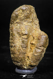 06013 - Rare Spinosaurus - Crocodile 1.63 Inch Coprolite with Digested Fish Scales