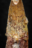 08139 - Beautiful 1.15 Inch Spinosaurus Dinosaur Tooth Cretaceous KemKem Beds