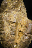06013 - Rare Spinosaurus - Crocodile 1.63 Inch Coprolite with Digested Fish Scales