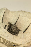 30853 - Top Beautiful 1.50 Inch Cyphaspis (Otarion) cf. boutscharafinense Devonian Trilobite