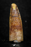 08140 - Beautiful 1.13 Inch Spinosaurus Dinosaur Tooth Cretaceous KemKem Beds