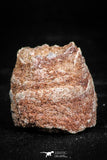 06014 - Rare Spinosaurus - Crocodile 0.91 Inch Coprolite with Digested Fish Scales