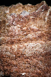06014 - Rare Spinosaurus - Crocodile 0.91 Inch Coprolite with Digested Fish Scales