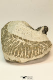 30853 - Top Beautiful 1.50 Inch Cyphaspis (Otarion) cf. boutscharafinense Devonian Trilobite