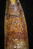 08140 - Beautiful 1.13 Inch Spinosaurus Dinosaur Tooth Cretaceous KemKem Beds
