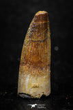 08140 - Beautiful 1.13 Inch Spinosaurus Dinosaur Tooth Cretaceous KemKem Beds