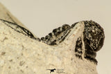 30853 - Top Beautiful 1.50 Inch Cyphaspis (Otarion) cf. boutscharafinense Devonian Trilobite
