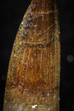 08140 - Beautiful 1.13 Inch Spinosaurus Dinosaur Tooth Cretaceous KemKem Beds