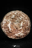 06014 - Rare Spinosaurus - Crocodile 0.91 Inch Coprolite with Digested Fish Scales