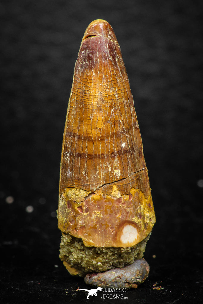 08141 - Beautiful 1.38 Inch Spinosaurus Dinosaur Tooth Cretaceous KemKem Beds
