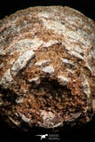 06014 - Rare Spinosaurus - Crocodile 0.91 Inch Coprolite with Digested Fish Scales