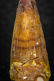 08141 - Beautiful 1.38 Inch Spinosaurus Dinosaur Tooth Cretaceous KemKem Beds