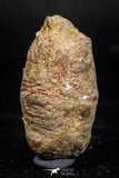 06015 - Rare Spinosaurus - Crocodile 1.70 Inch Coprolite with Digested Fish Scales