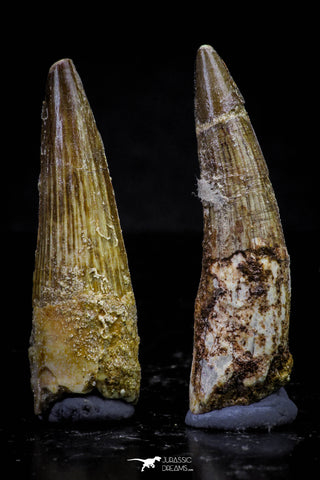 20728 - Great Collection of 2 Spinosaurus Dinosaur Teeth Cretaceous KemKem Beds