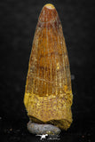 08141 - Beautiful 1.38 Inch Spinosaurus Dinosaur Tooth Cretaceous KemKem Beds