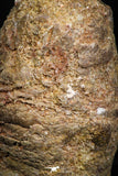 06015 - Rare Spinosaurus - Crocodile 1.70 Inch Coprolite with Digested Fish Scales