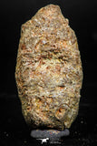 06015 - Rare Spinosaurus - Crocodile 1.70 Inch Coprolite with Digested Fish Scales