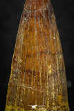 08141 - Beautiful 1.38 Inch Spinosaurus Dinosaur Tooth Cretaceous KemKem Beds