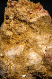 06016 - Rare Spinosaurus - Crocodile 2.43 Inch Coprolite with Digested Fish Scales