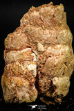 06016 - Rare Spinosaurus - Crocodile 2.43 Inch Coprolite with Digested Fish Scales