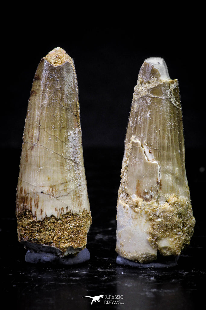20729 - Great Collection of 2 Spinosaurus Dinosaur Teeth Cretaceous KemKem Beds