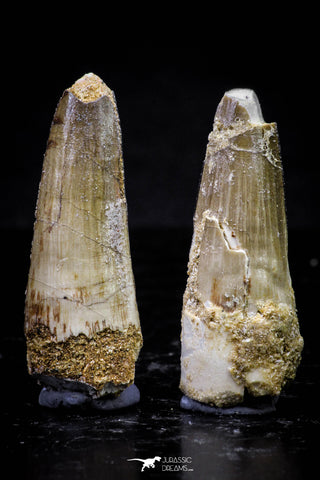 20729 - Great Collection of 2 Spinosaurus Dinosaur Teeth Cretaceous KemKem Beds