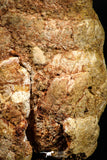 06016 - Rare Spinosaurus - Crocodile 2.43 Inch Coprolite with Digested Fish Scales