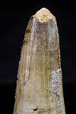 20729 - Great Collection of 2 Spinosaurus Dinosaur Teeth Cretaceous KemKem Beds