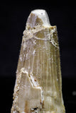 20729 - Great Collection of 2 Spinosaurus Dinosaur Teeth Cretaceous KemKem Beds