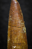 08143 - Beautiful 1.20 Inch Spinosaurus Dinosaur Tooth Cretaceous KemKem Beds
