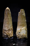 20729 - Great Collection of 2 Spinosaurus Dinosaur Teeth Cretaceous KemKem Beds