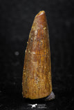 08143 - Beautiful 1.20 Inch Spinosaurus Dinosaur Tooth Cretaceous KemKem Beds