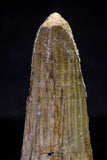 20729 - Great Collection of 2 Spinosaurus Dinosaur Teeth Cretaceous KemKem Beds