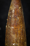 08143 - Beautiful 1.20 Inch Spinosaurus Dinosaur Tooth Cretaceous KemKem Beds