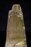 20729 - Great Collection of 2 Spinosaurus Dinosaur Teeth Cretaceous KemKem Beds
