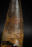 06017 - Nicely Preserved 3.50 Inch Spinosaurus Dinosaur Tooth Cretaceous